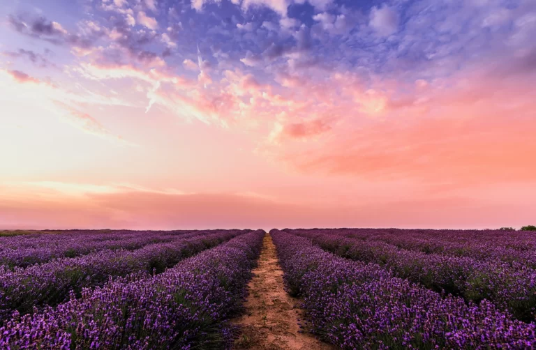 Post 3 purple field