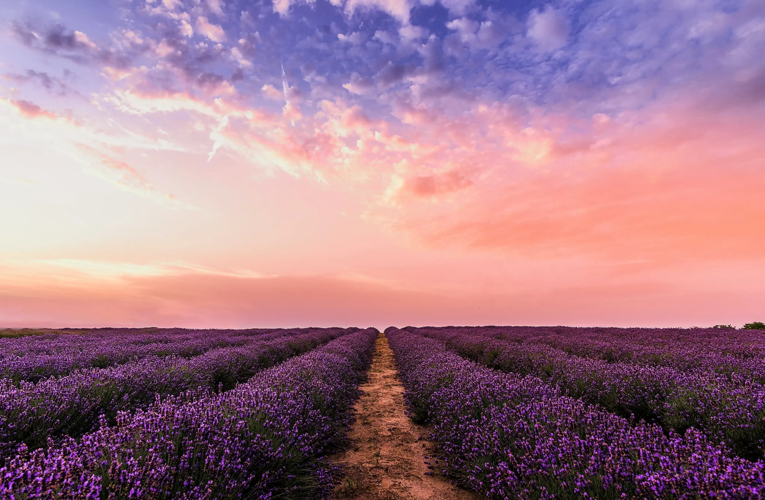 Post 3 purple field